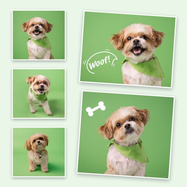 Green Modern Cute Pets