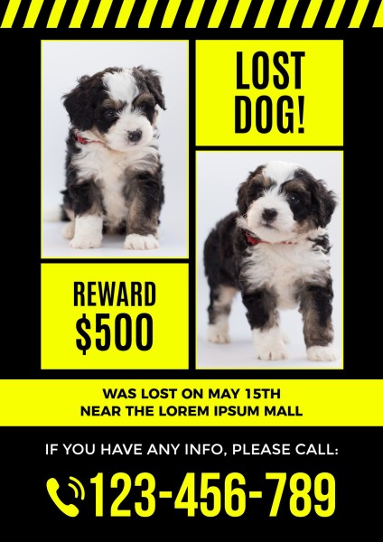 Black And Yellow Missing Dogs Ad