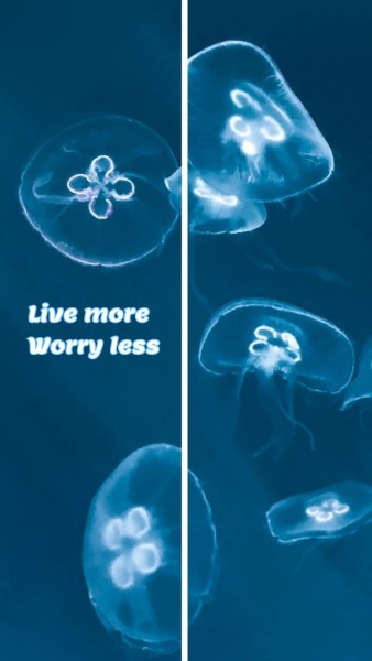 Blue Jellyfish Quote