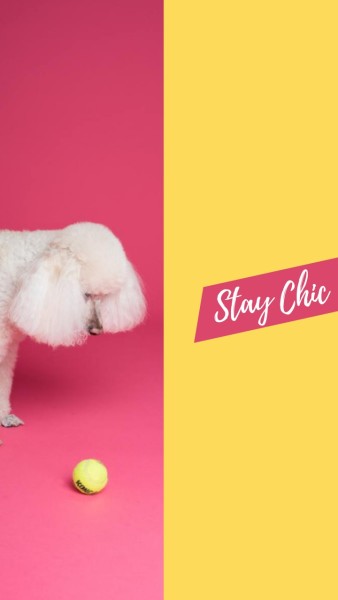 Pink Dog Quote Wallpaper