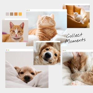 dog, cat, animal, Light Gray Neutral Pets Photography Moodboard Photo Collage (Square) Template