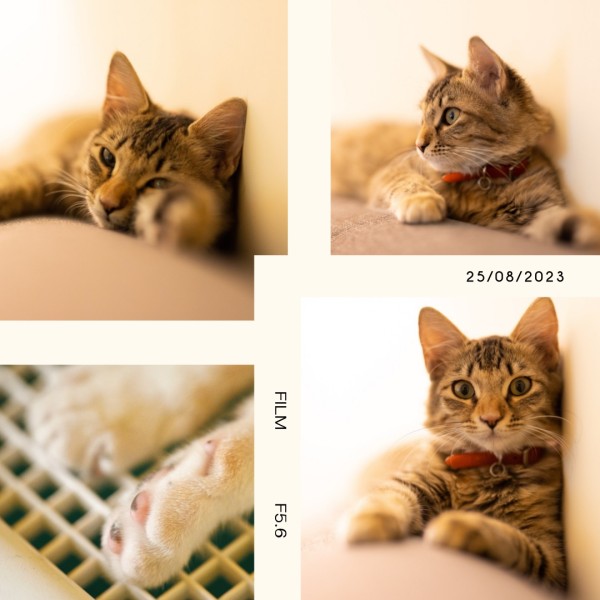 Cute Pets